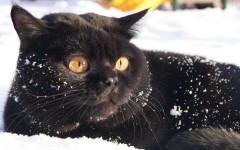 Desktop wallpaper. Cats. ID:42318