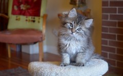 Desktop wallpaper. Cats. ID:42319