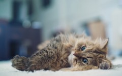 Desktop wallpaper. Cats. ID:42320