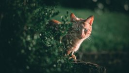 Desktop wallpaper. Cats. ID:138081