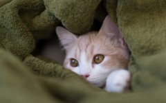 Desktop wallpaper. Cats. ID:42322