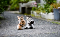 Desktop wallpaper. Cats. ID:42323