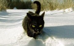 Desktop wallpaper. Cats. ID:42324