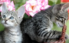 Desktop wallpaper. Cats. ID:42325
