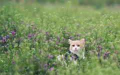Desktop wallpaper. Cats. ID:42326