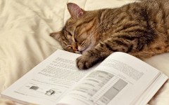 Desktop wallpaper. Cats. ID:42327