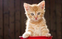 Desktop wallpaper. Cats. ID:42328