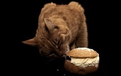 Desktop wallpaper. Cats. ID:42329