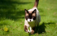 Desktop wallpaper. Cats. ID:42330