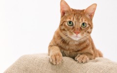 Desktop wallpaper. Cats. ID:42331