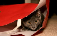 Desktop wallpaper. Cats. ID:42333