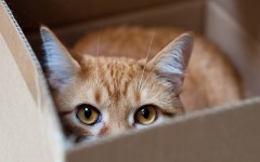 Desktop wallpaper. Cats. ID:42334