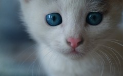 Desktop wallpaper. Cats. ID:42335