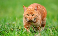 Desktop wallpaper. Cats. ID:42336