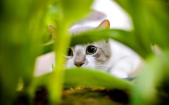 Desktop wallpaper. Cats. ID:42337