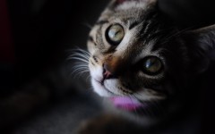 Desktop wallpaper. Cats. ID:42339