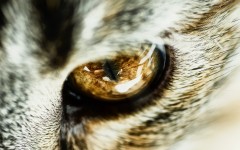 Desktop wallpaper. Cats. ID:42340
