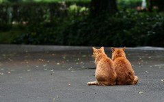 Desktop wallpaper. Cats. ID:42342