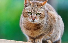 Desktop wallpaper. Cats. ID:42343