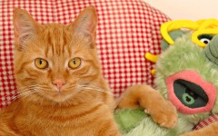 Desktop wallpaper. Cats. ID:42344
