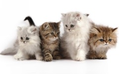 Desktop wallpaper. Cats. ID:42345