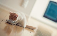 Desktop wallpaper. Cats. ID:42347
