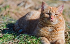 Desktop wallpaper. Cats. ID:42348