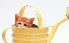 Desktop wallpaper. Cats. ID:42349