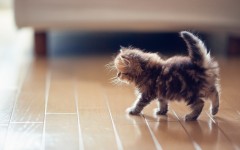 Desktop wallpaper. Cats. ID:42350