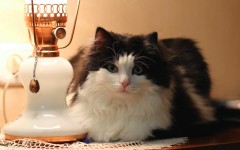 Desktop wallpaper. Cats. ID:42351