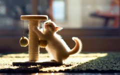 Desktop wallpaper. Cats. ID:42353