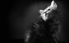 Desktop wallpaper. Cats. ID:42354