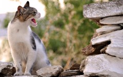 Desktop wallpaper. Cats. ID:42355
