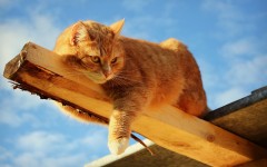 Desktop wallpaper. Cats. ID:42358
