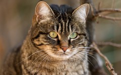 Desktop wallpaper. Cats. ID:42359