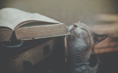 Desktop wallpaper. Cats. ID:42360