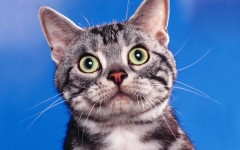 Desktop image. Cats. ID:42361