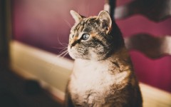 Desktop image. Cats. ID:42362