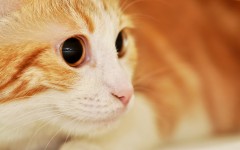 Desktop image. Cats. ID:42363