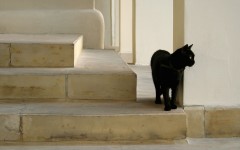 Desktop image. Cats. ID:42365