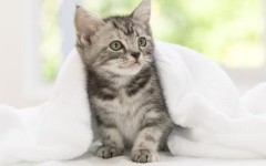 Desktop image. Cats. ID:42369