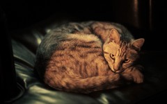 Desktop image. Cats. ID:42370