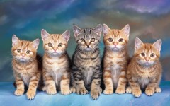 Desktop image. Cats. ID:42372