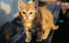 Desktop image. Cats. ID:42373