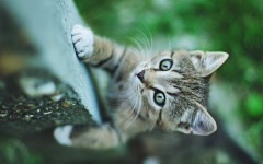 Desktop image. Cats. ID:42374