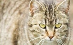 Desktop image. Cats. ID:42375