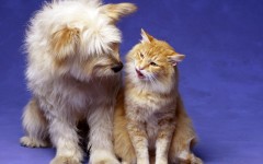 Desktop wallpaper. Cats. ID:42376