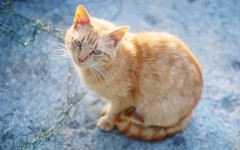 Desktop wallpaper. Cats. ID:42377
