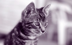 Desktop wallpaper. Cats. ID:42378