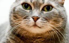 Desktop wallpaper. Cats. ID:42379